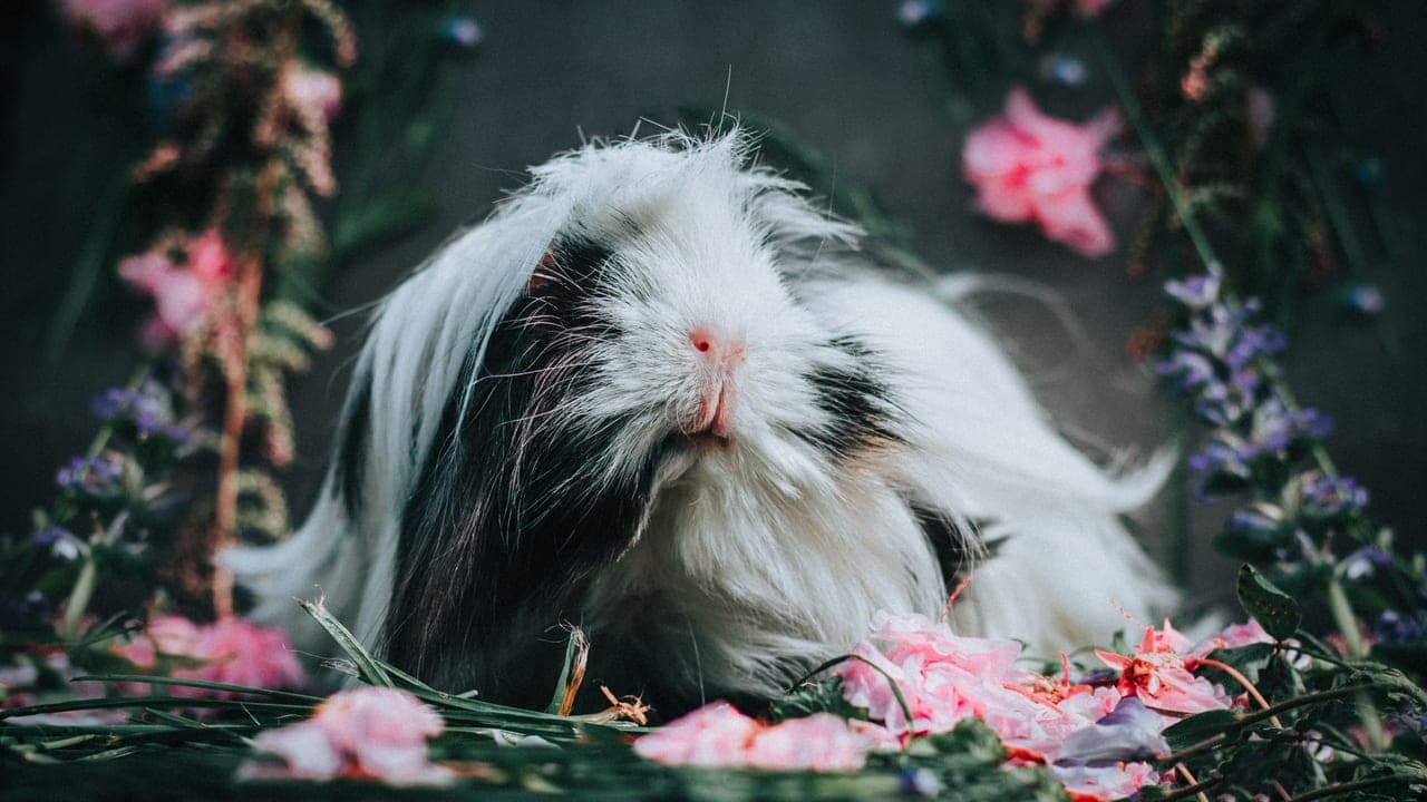 Domestic guinea pig, representative photograph (breed not individually verified)