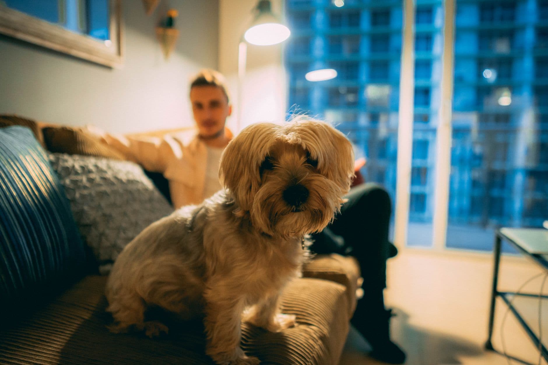 Apartment Dog Care: Breeds, Tips & Daily Routines