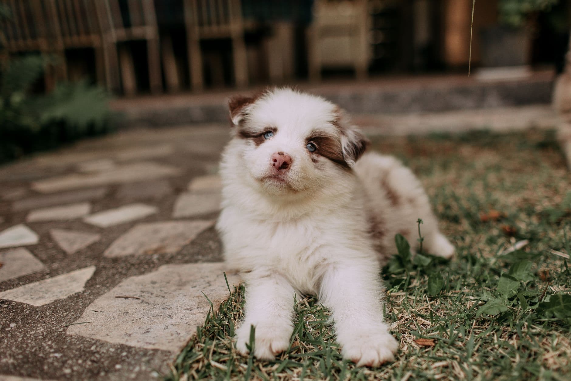 Australian Shepherd Care Guide