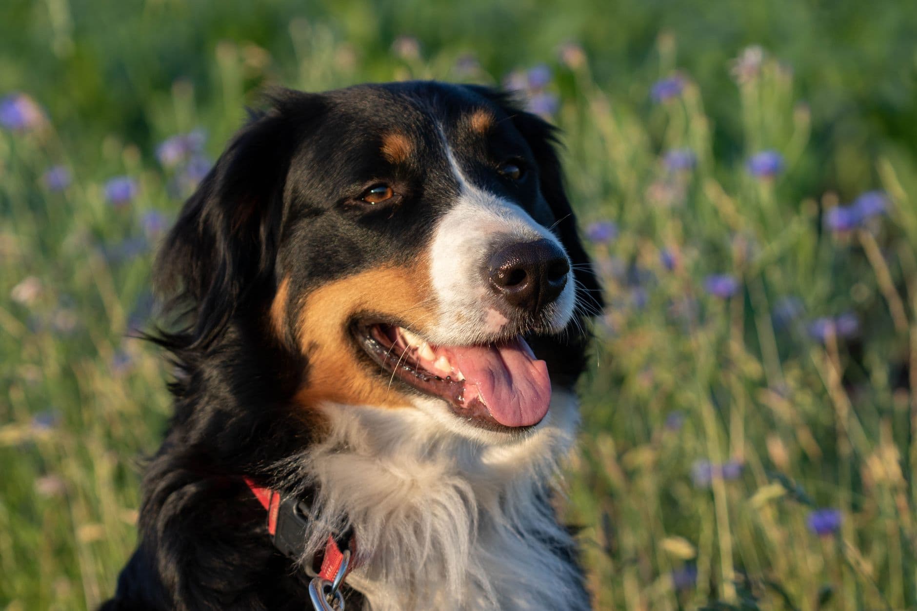 Bernese Mountain Dog Care Guide
