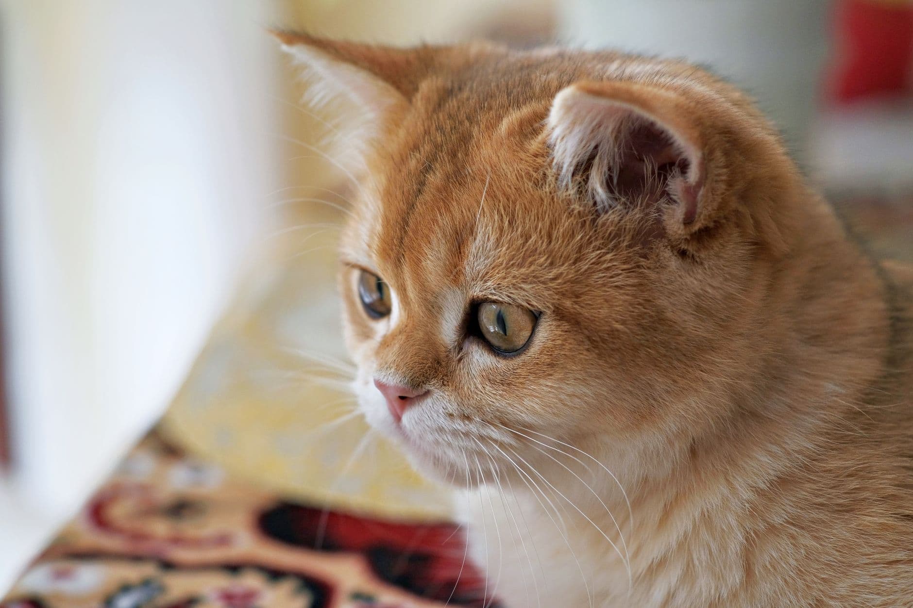 British Shorthair Care Guide