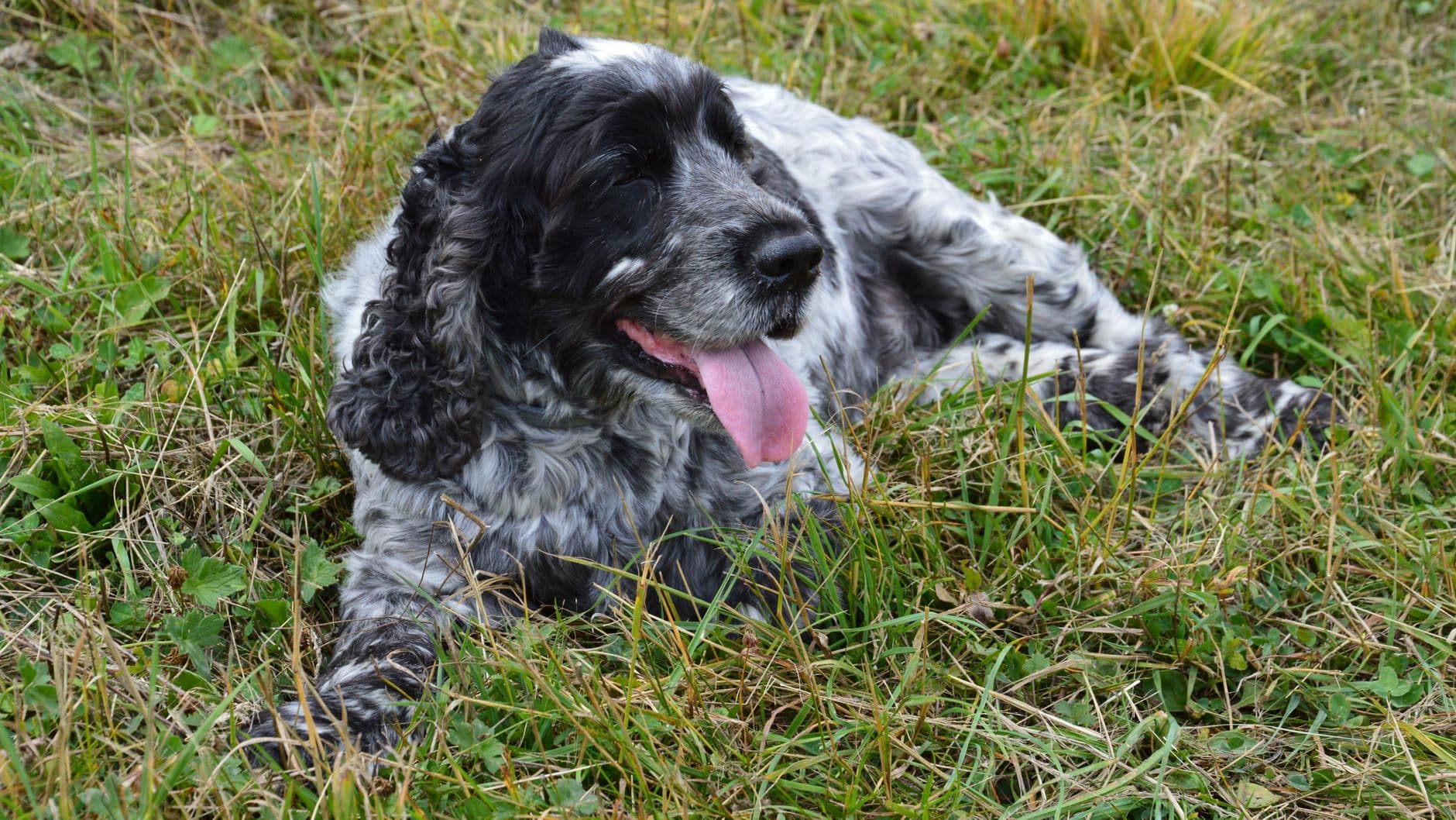 Cocker Spaniel Care Guide