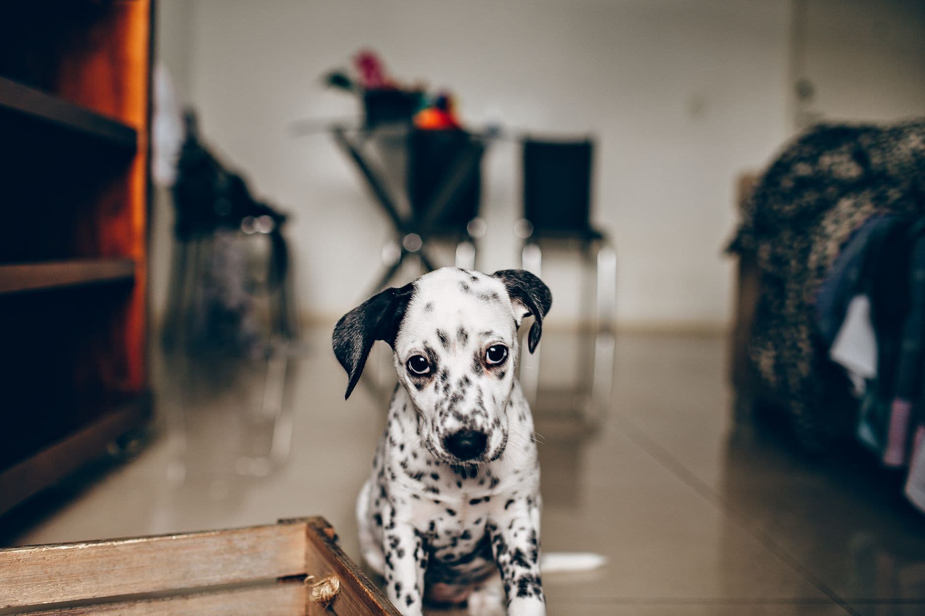 Dog Separation Anxiety: Complete Management Guide