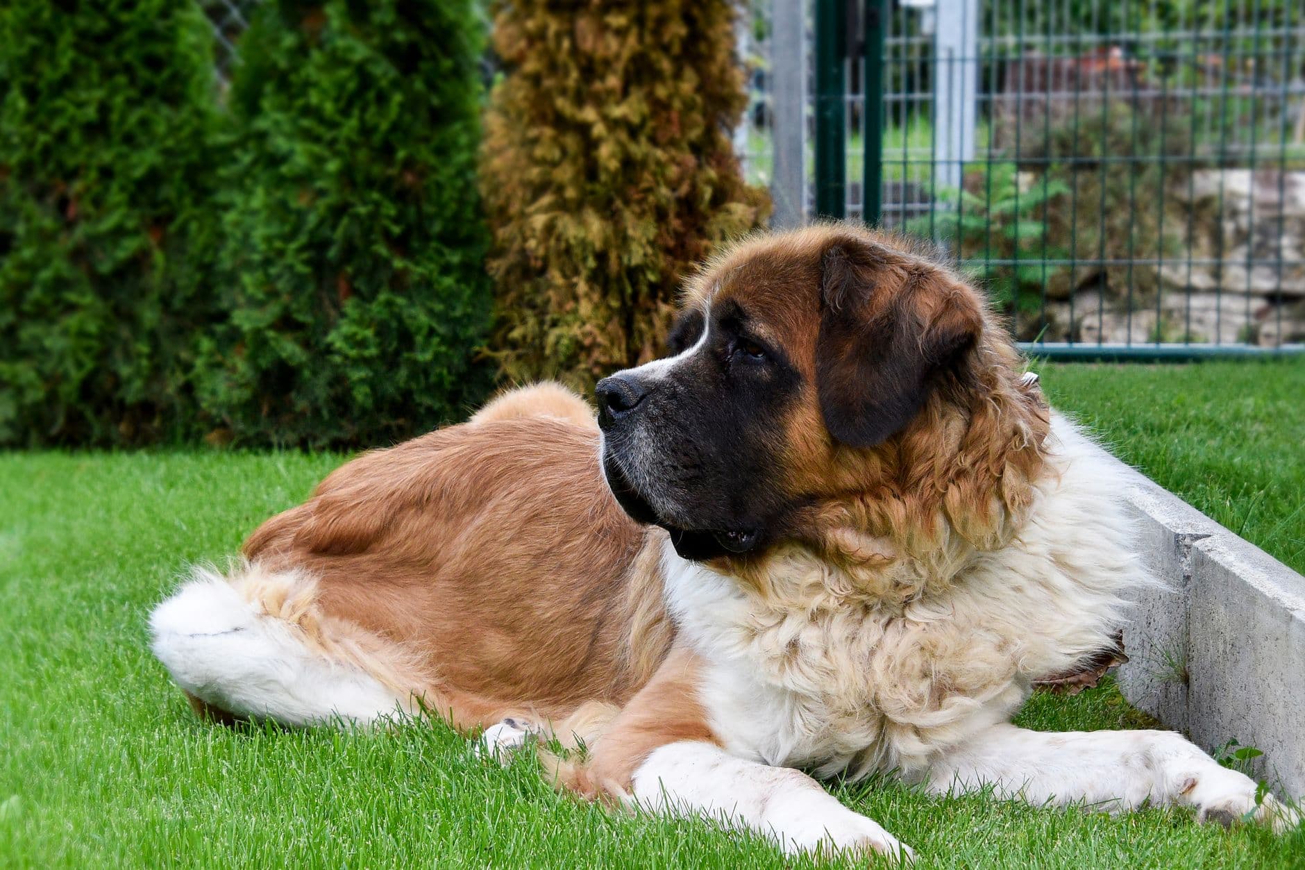 Large Dog Care Guide: Everything Over 50 lbs