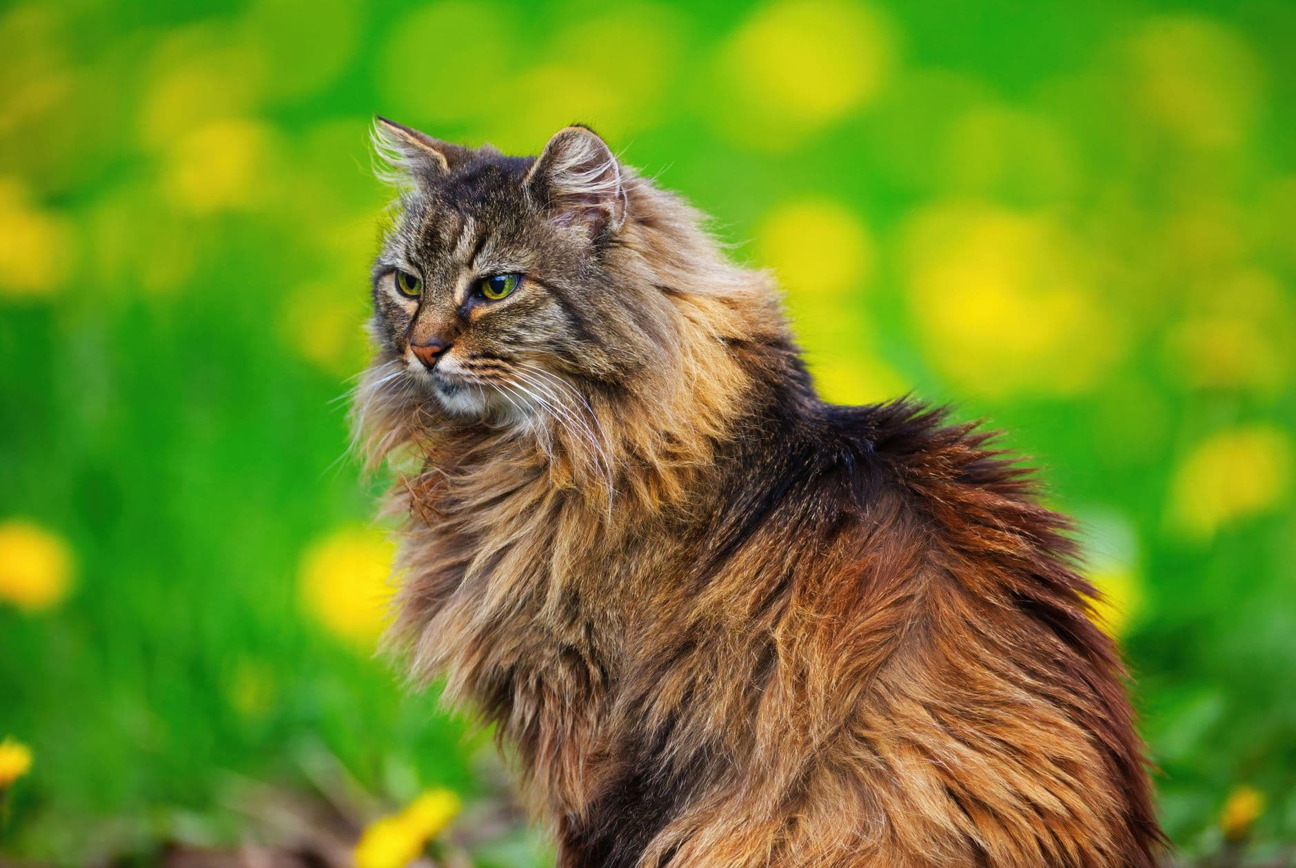Norwegian Forest Cat Care Guide