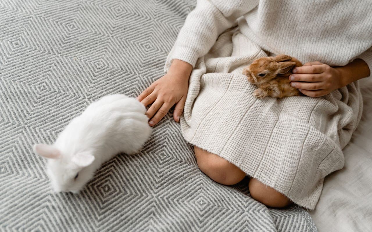 Rabbit Behavior & Training: Understanding Your Rabbit
