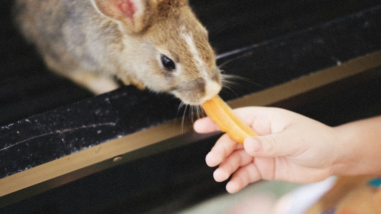 Rabbit Diet & Nutrition: The 70/20/10 Rule