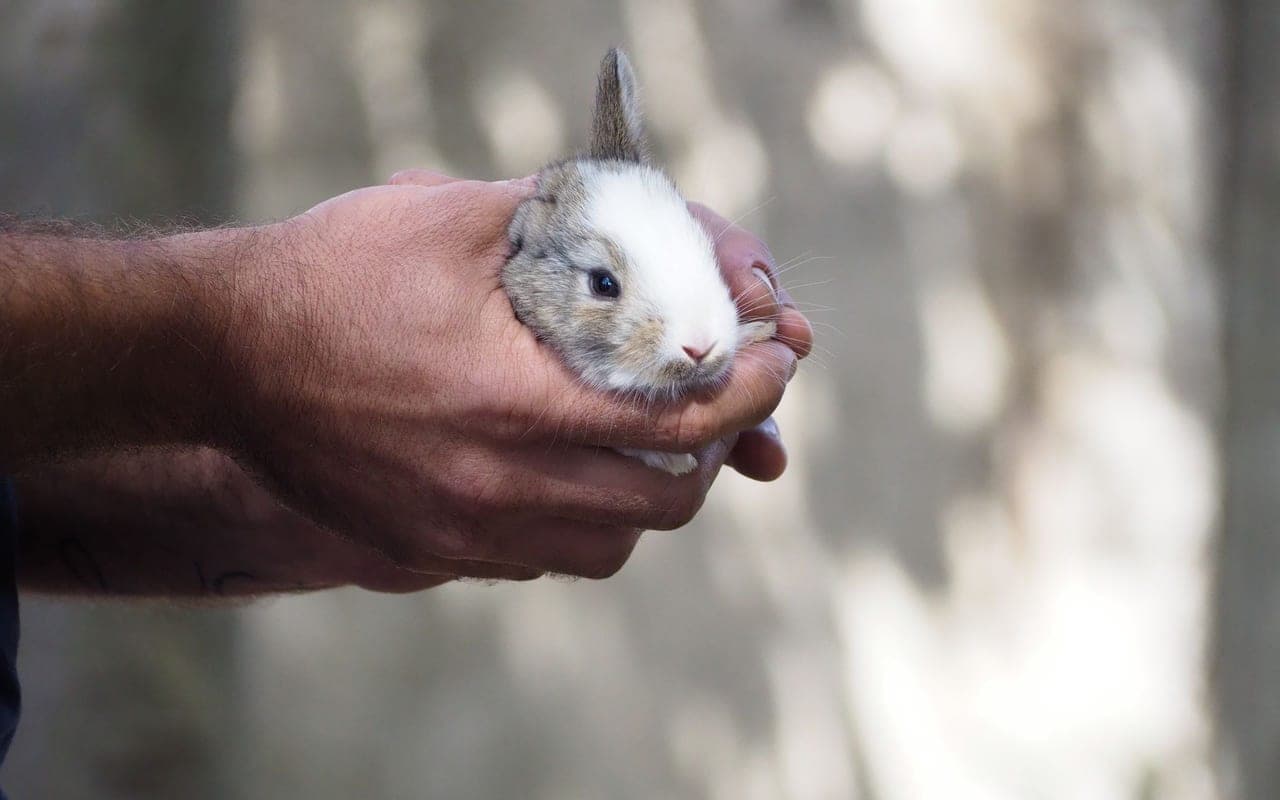 Rabbit Health & Veterinary Care: A Complete Guide