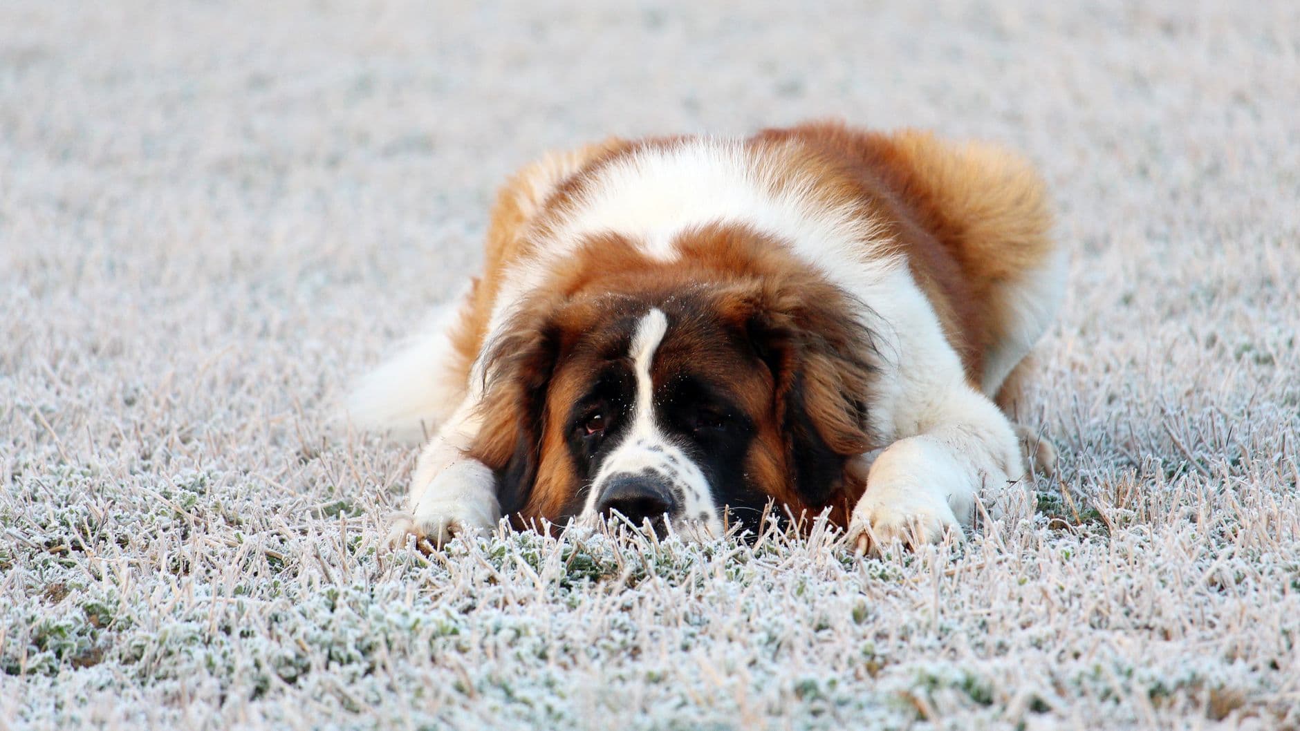 Saint Bernard Care Guide