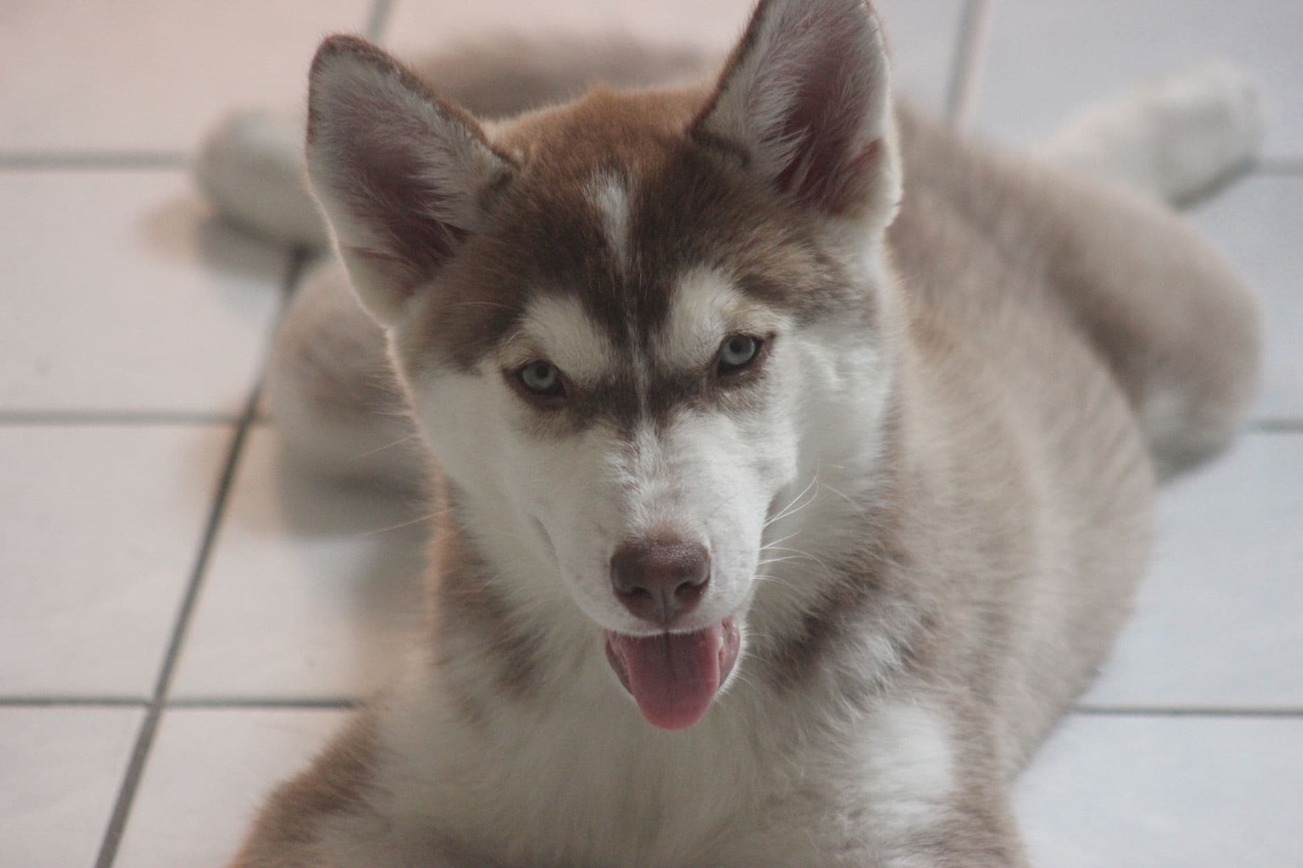 Siberian Husky Care Guide