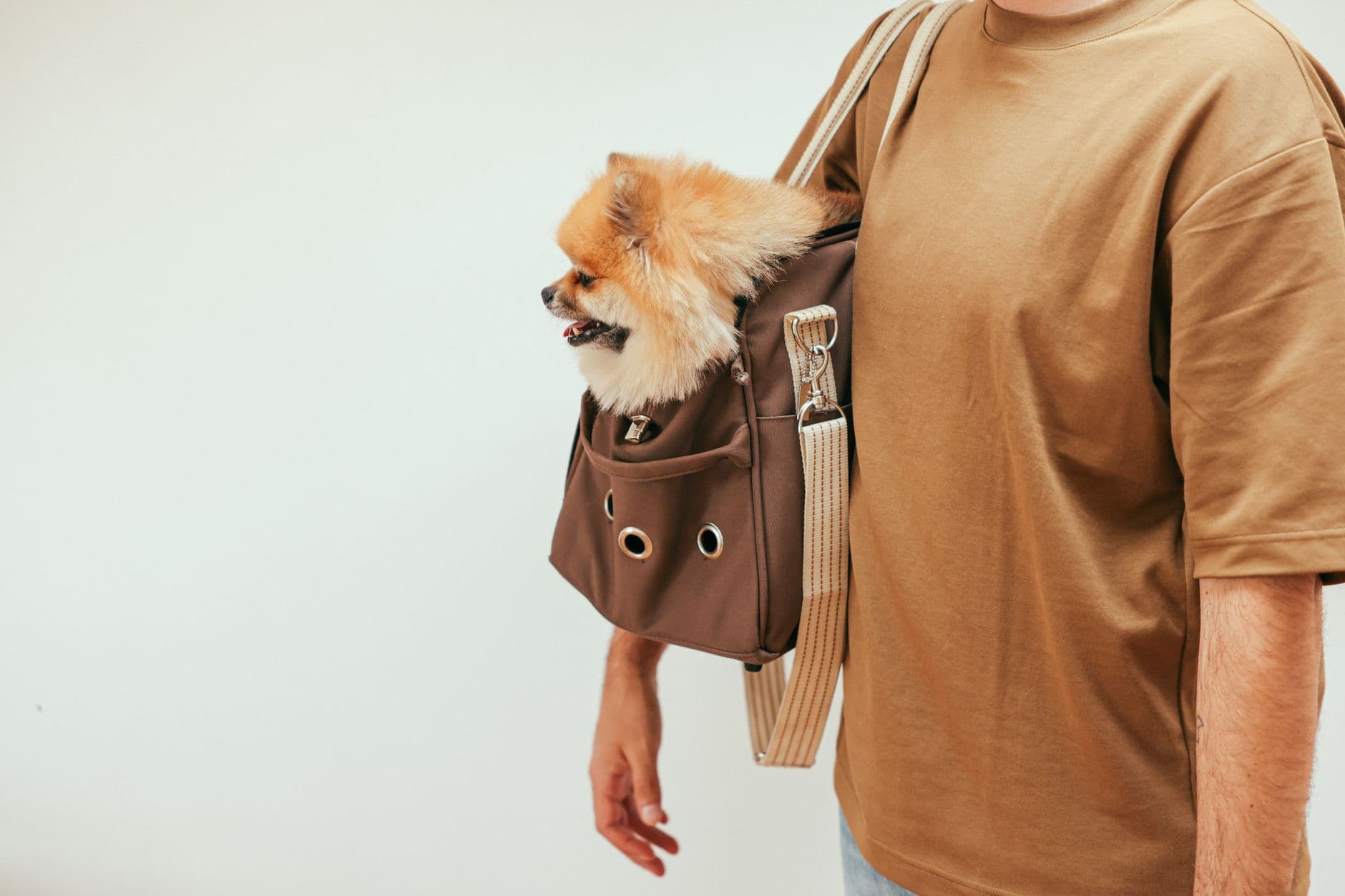 Traveling With Pets: Car, Plane & Hotel Guide