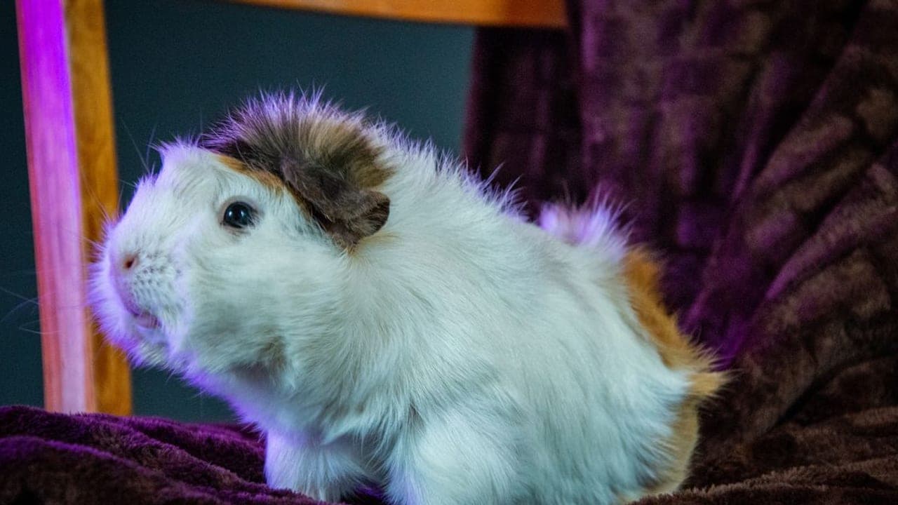 Guinea Pig Breeds Guide: Personality Matching & Breed Comparison