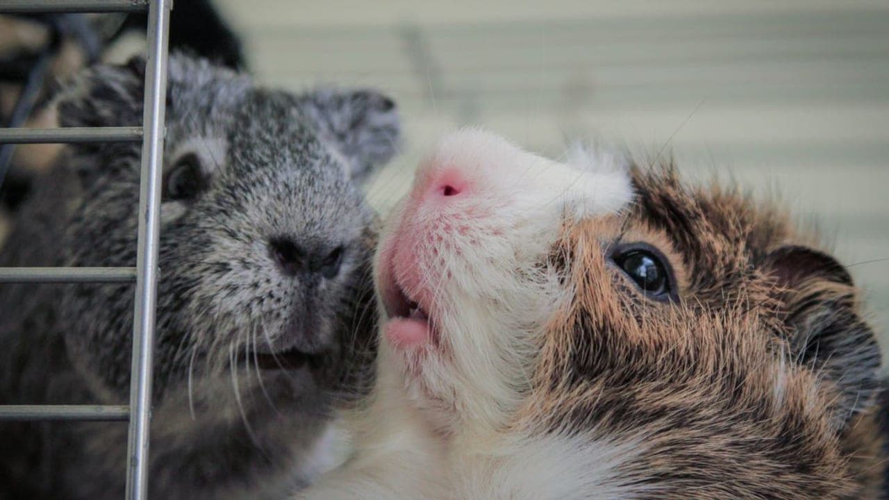 Guinea Pig Housing Guide: DIY Cages, Space Requirements & Setup