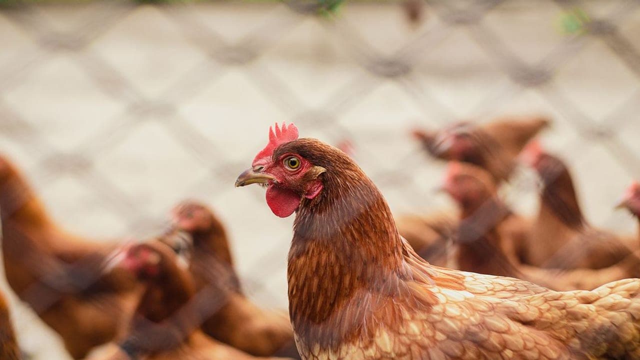 Backyard Chicken Care Guide: Setup, Breeds, Health & Cost (2026)