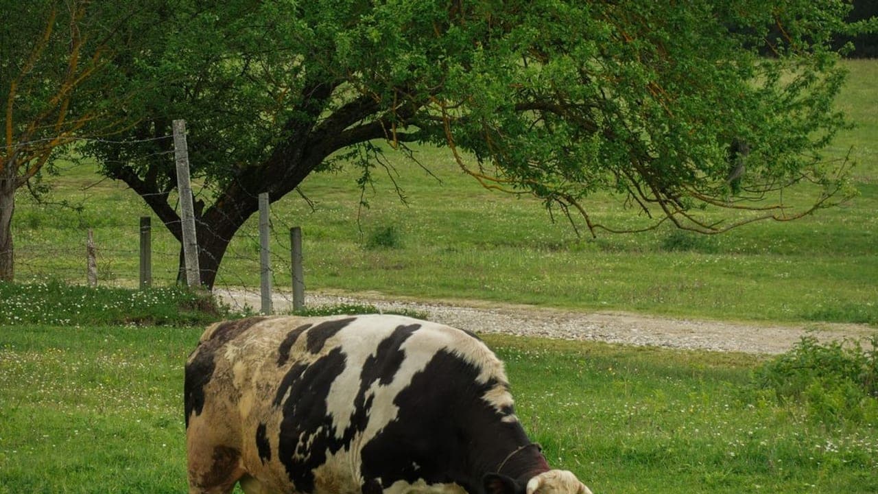 Dairy Cow Care Guide: Breeds, Housing, Feed & Annual Operating Cost (2026)