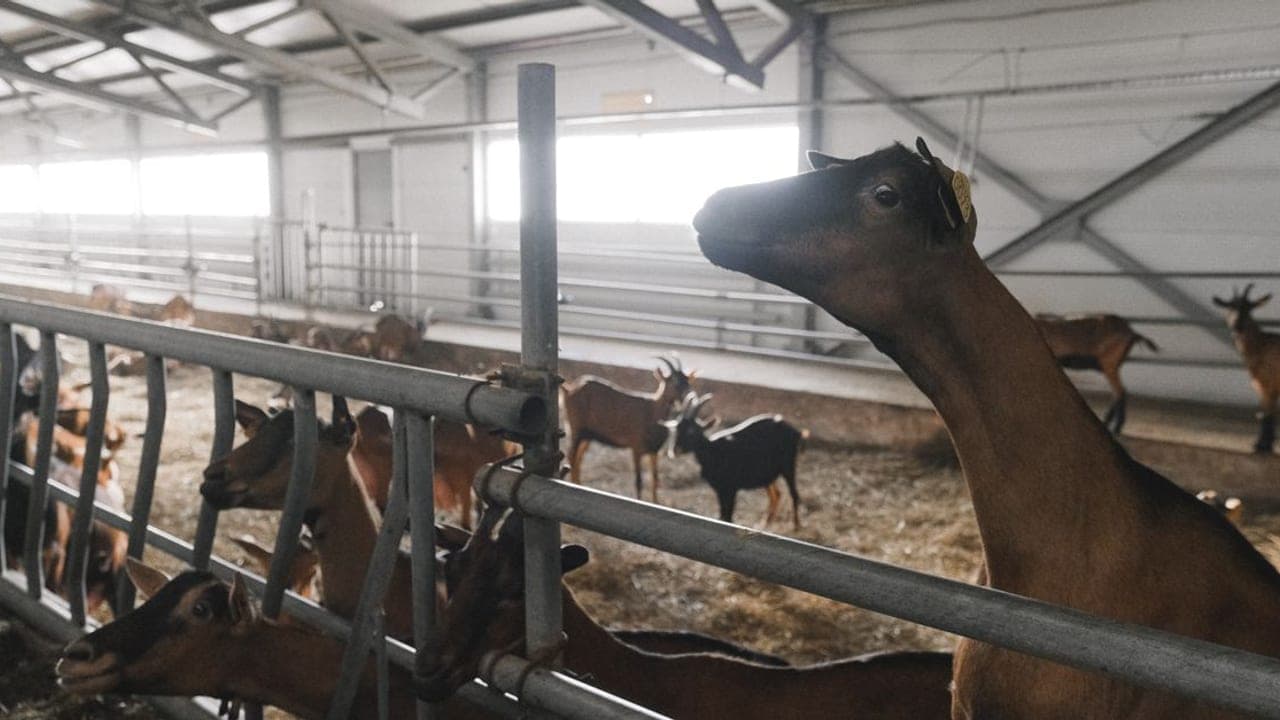 Goat Care Guide: Meat, Dairy & Fiber Breeds, Housing & Operating Cost (2026)
