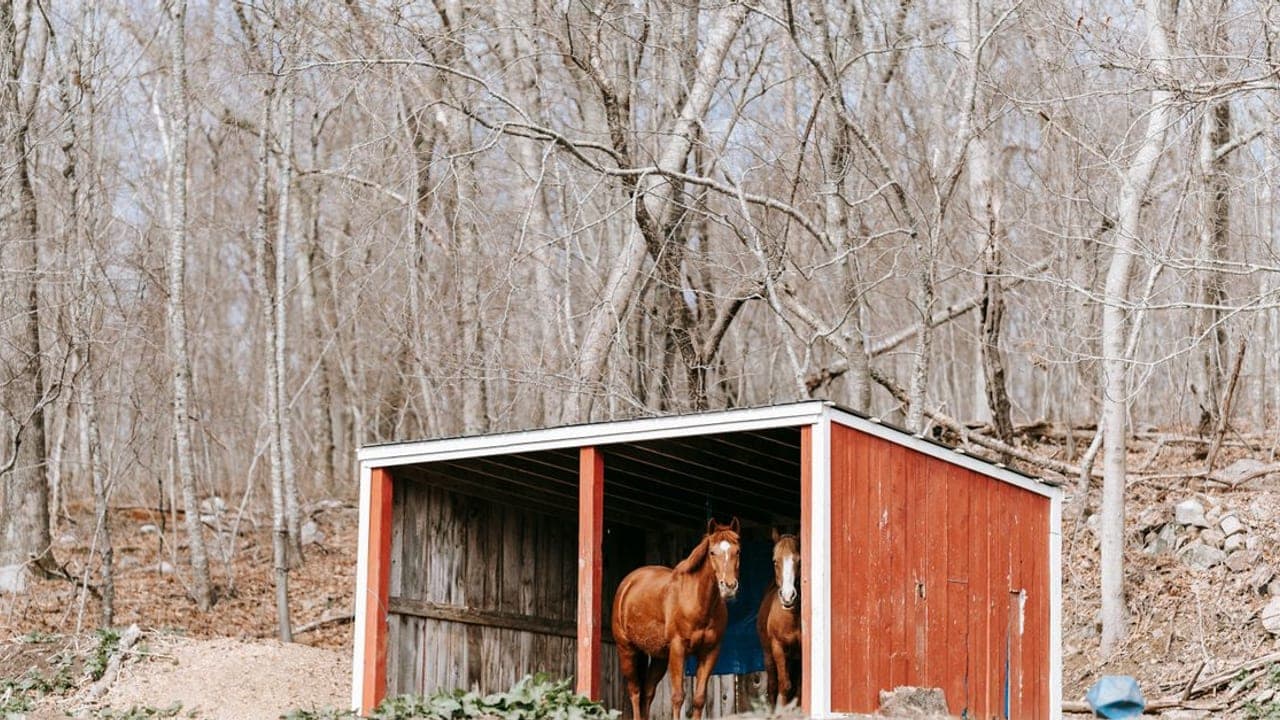 Horse Care Guide: Housing, Feeding, Health & First-Year Cost Analysis (2026)