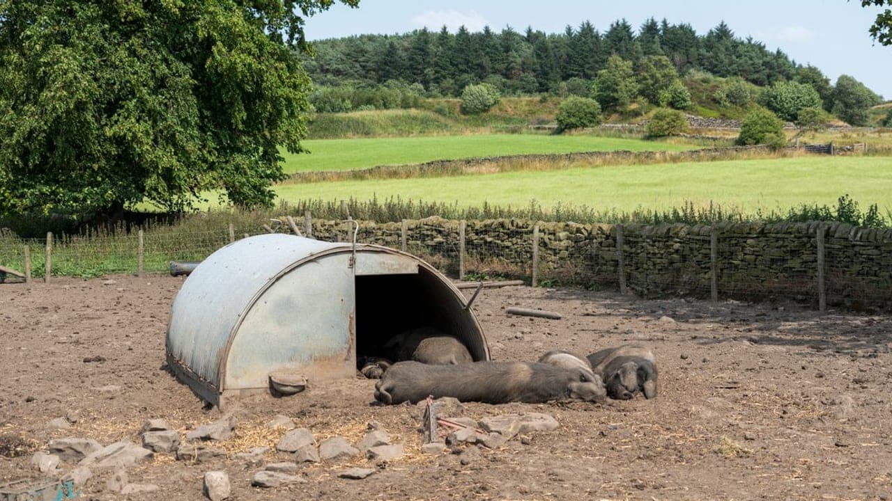Pig Care Guide: Meat & Breeding Pigs, Housing, Feed & Operating Cost (2026)