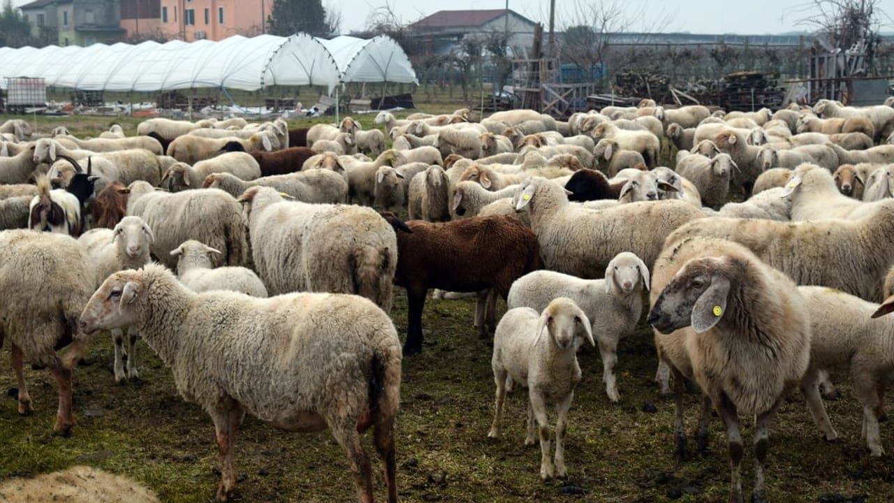 Sheep Care Guide: Wool, Meat & Dairy Breeds, Housing & Operating Cost (2026)