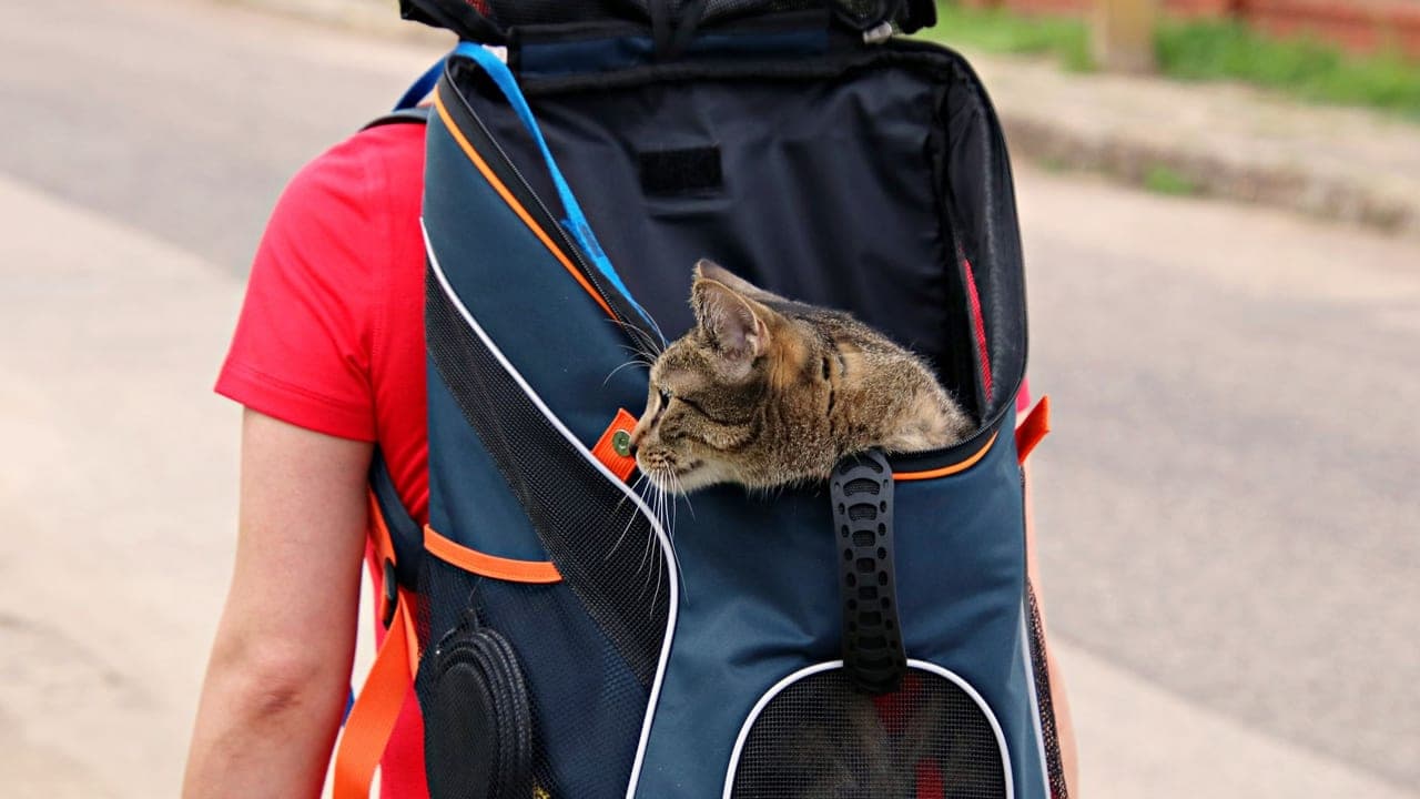 How a Street Cat in Rome Ended Up in My Living Room in Ohio