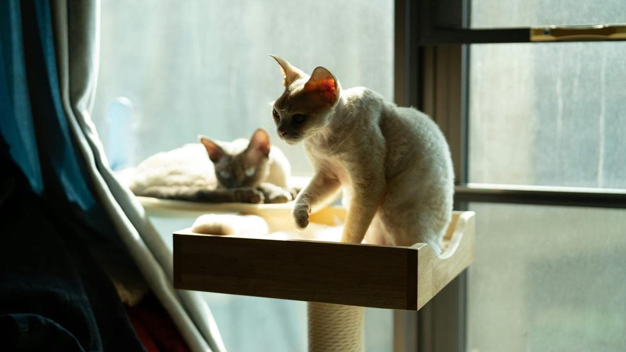 What My Blind Cat Taught Me About Underestimating Animals