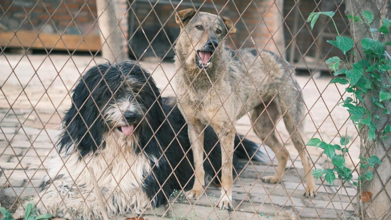 Two Bonded Shelter Dogs, One Last Chance