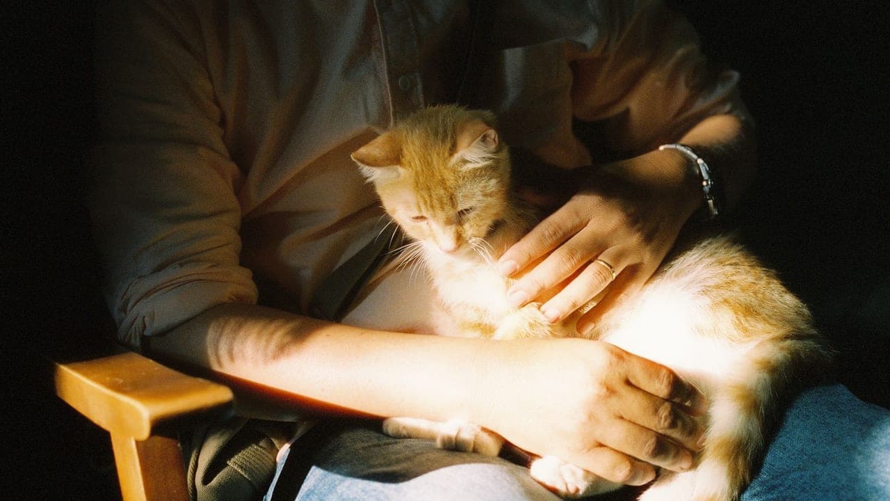 I Didn't Want a Cat. The Cat Decided Otherwise.