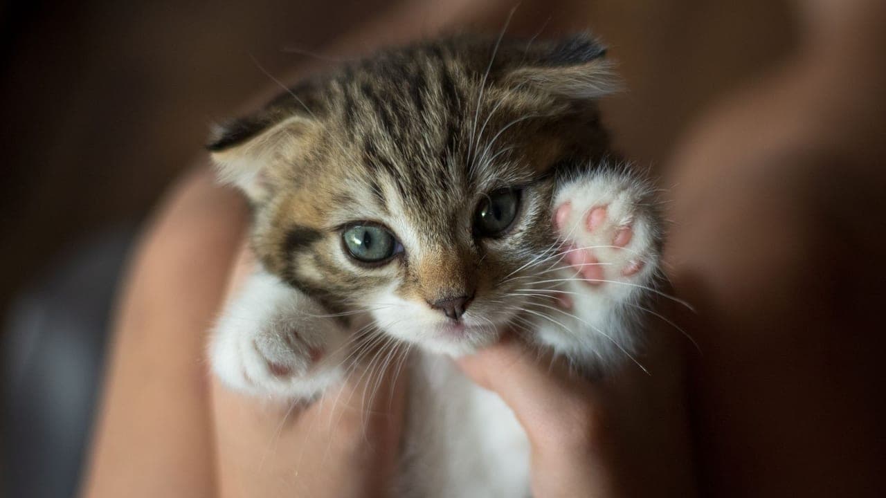 The Cat Who Survived a House Fire — And Helped Us Rebuild