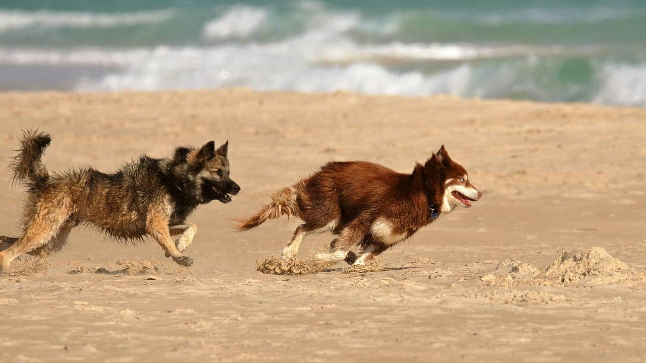 Why I Drive My Dog 45 Minutes to the Same Dog Beach Every Saturday