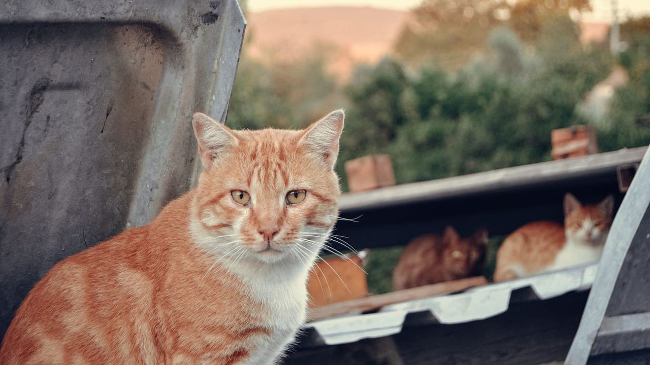 Ghost — Socializing a Feral Cat to Indoor Life: Ghost's Two-Year Journey