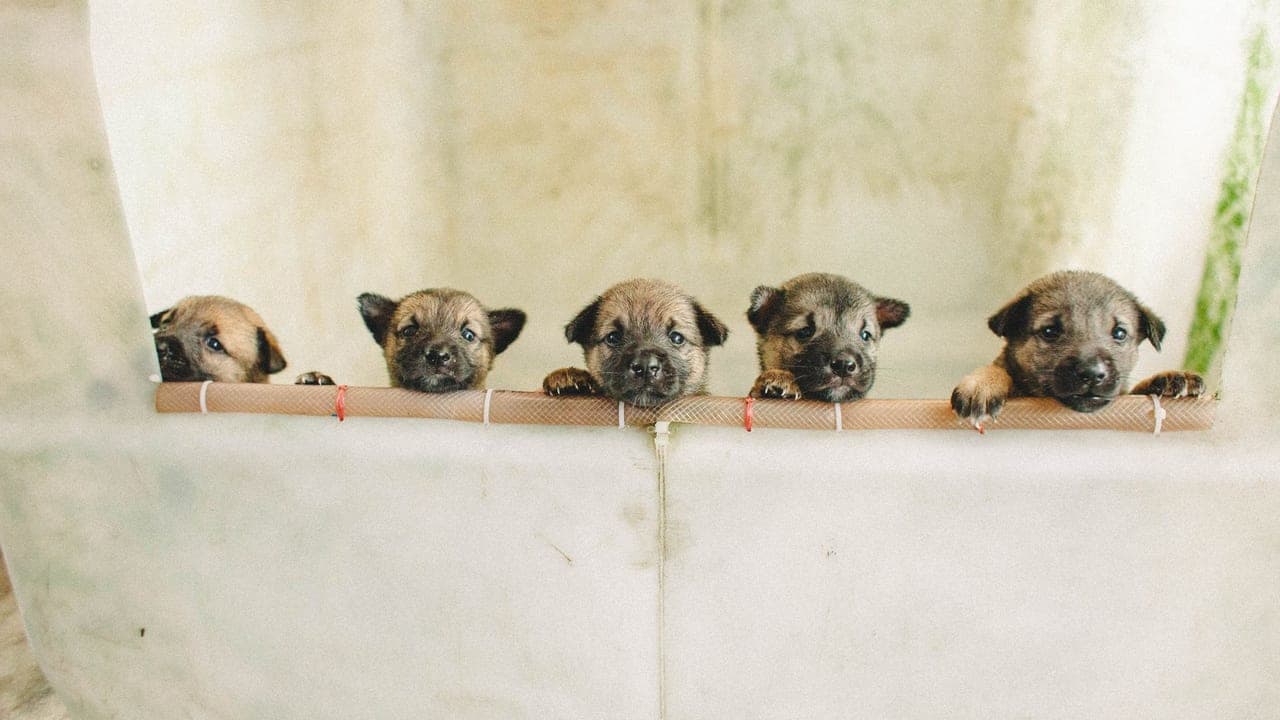 The Litter — Fostering Puppies Almost Ruined My Life. I've Now Fostered 47.