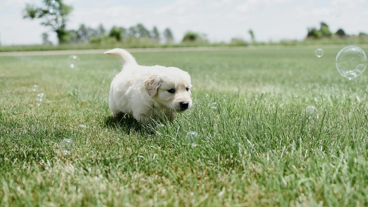 The Golden Retriever Puppy That Nearly Broke Us (And Then Saved Us)