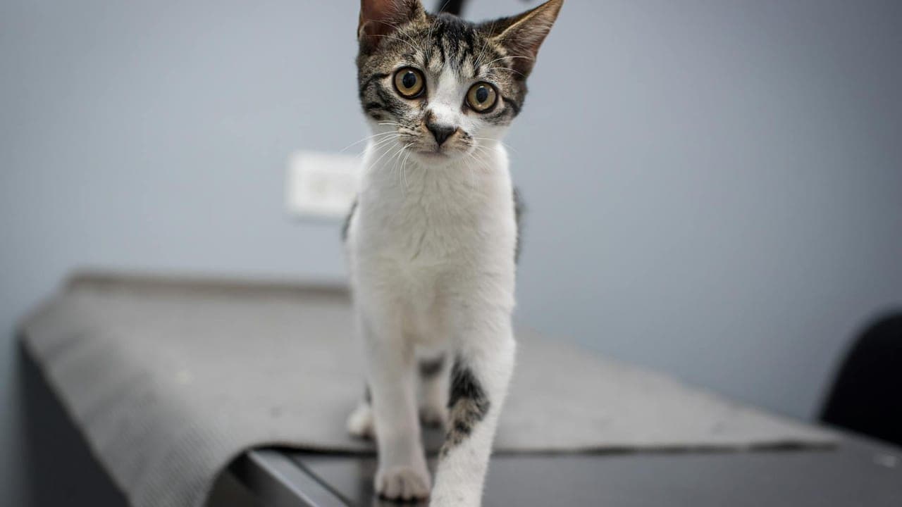 Our Diabetic Cat: Two Years of Insulin, Curves, and Unconditional Love