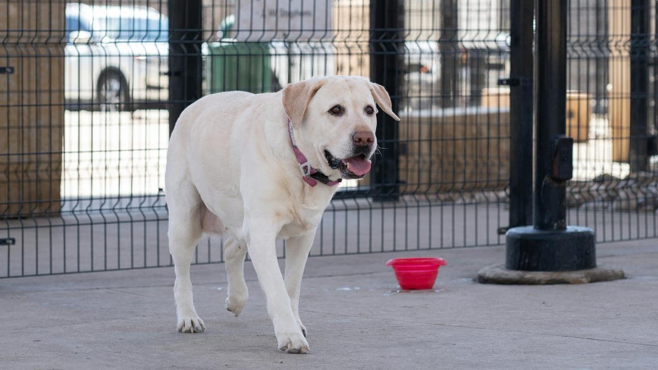 The Labrador Who Got Fat and the Diet That Saved His Life