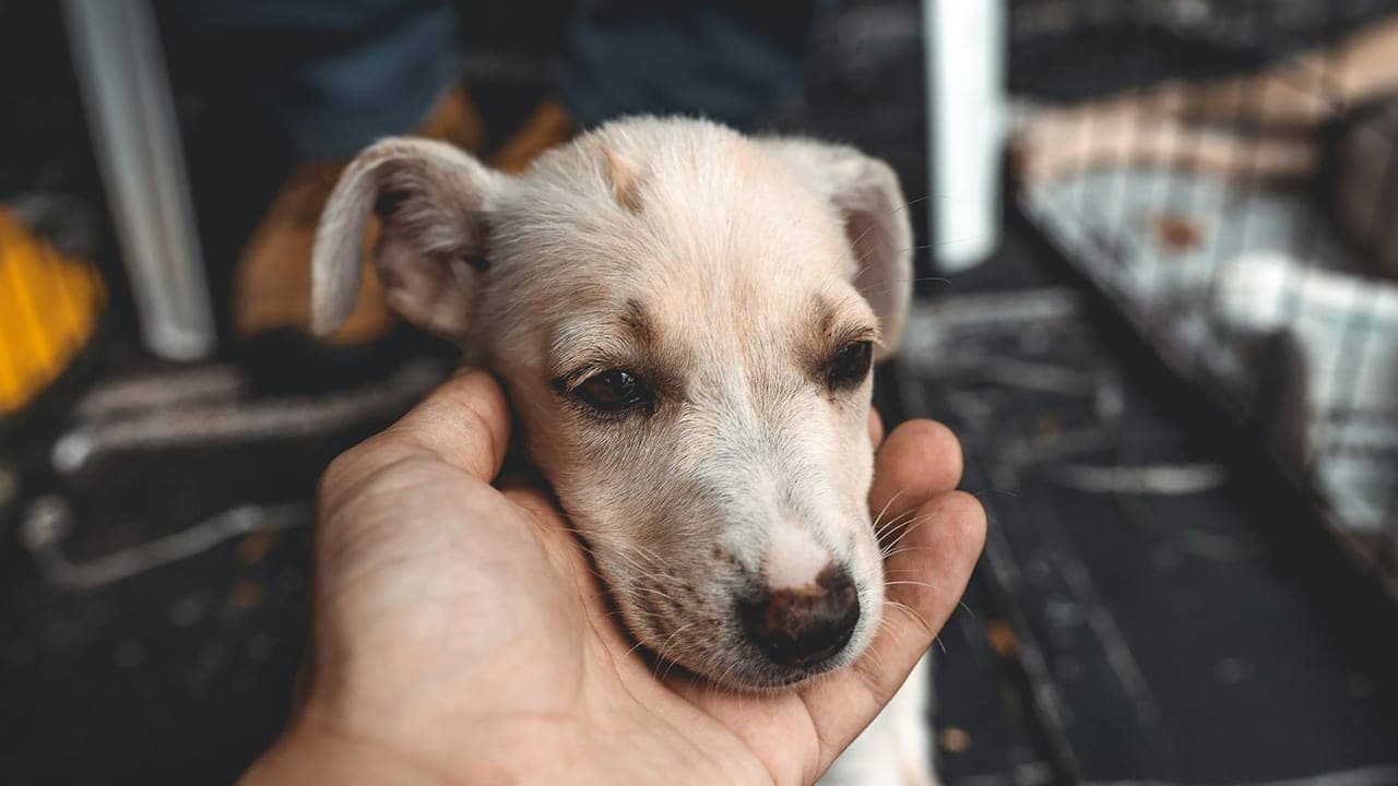 The Rescue Dog Who Took Eleven Months to Wag His Tail at Us