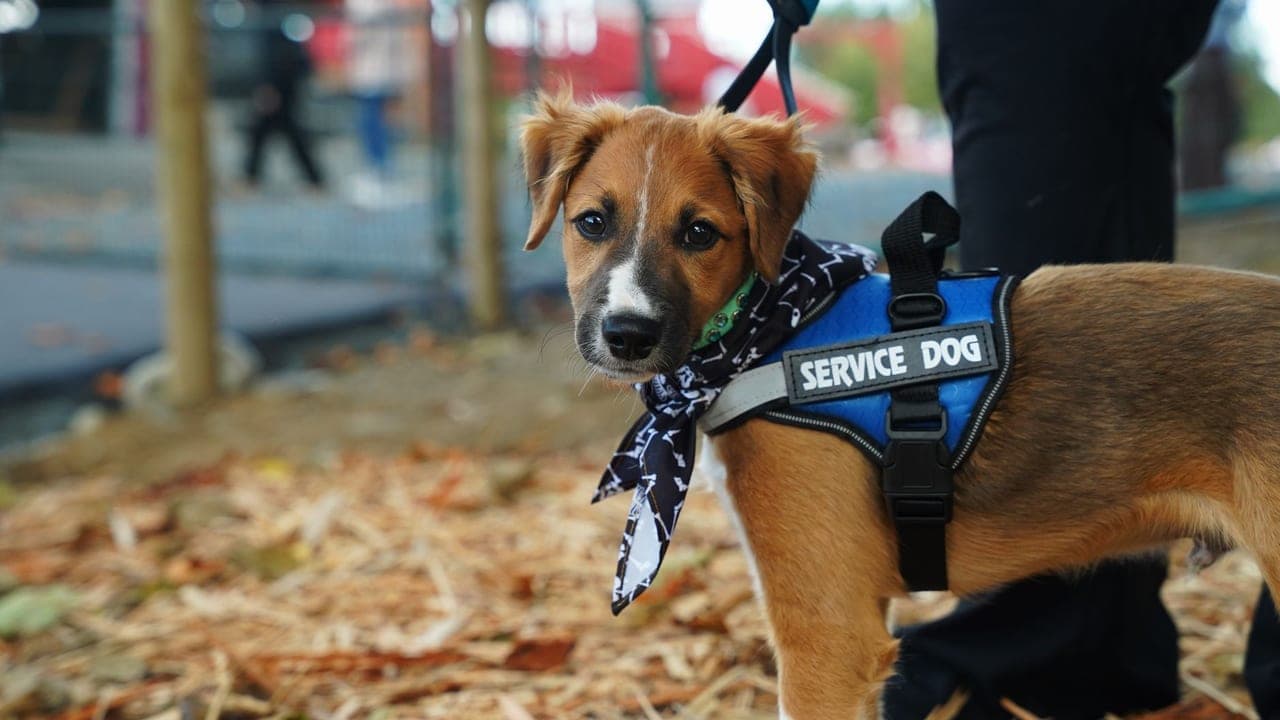 My Veteran Brother's Service Dog Did What Nothing Else Could