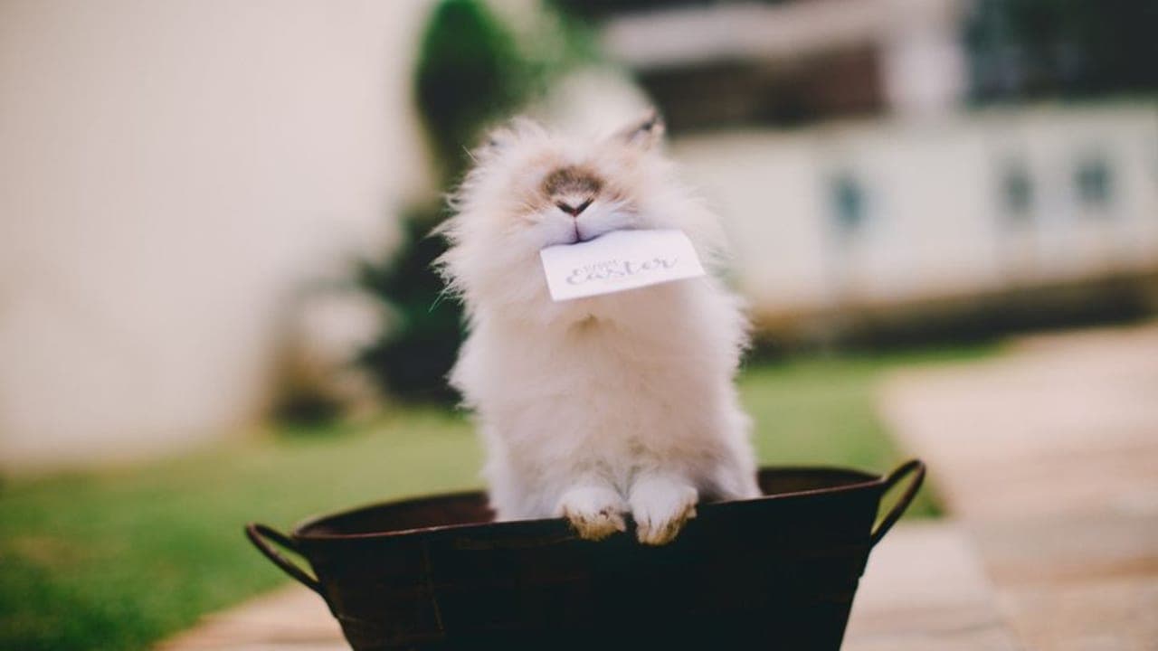 French Angora breed