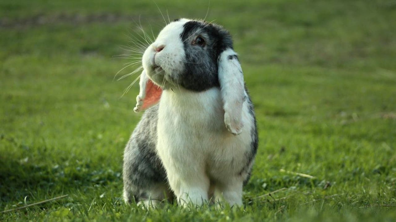 Holland Lop breed