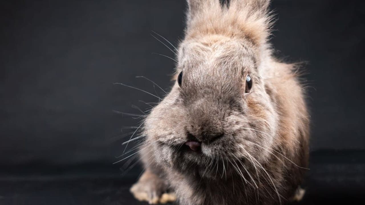 Lionhead