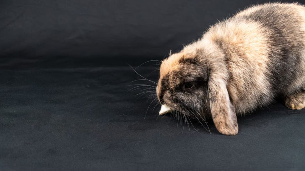 Mini Lop breed