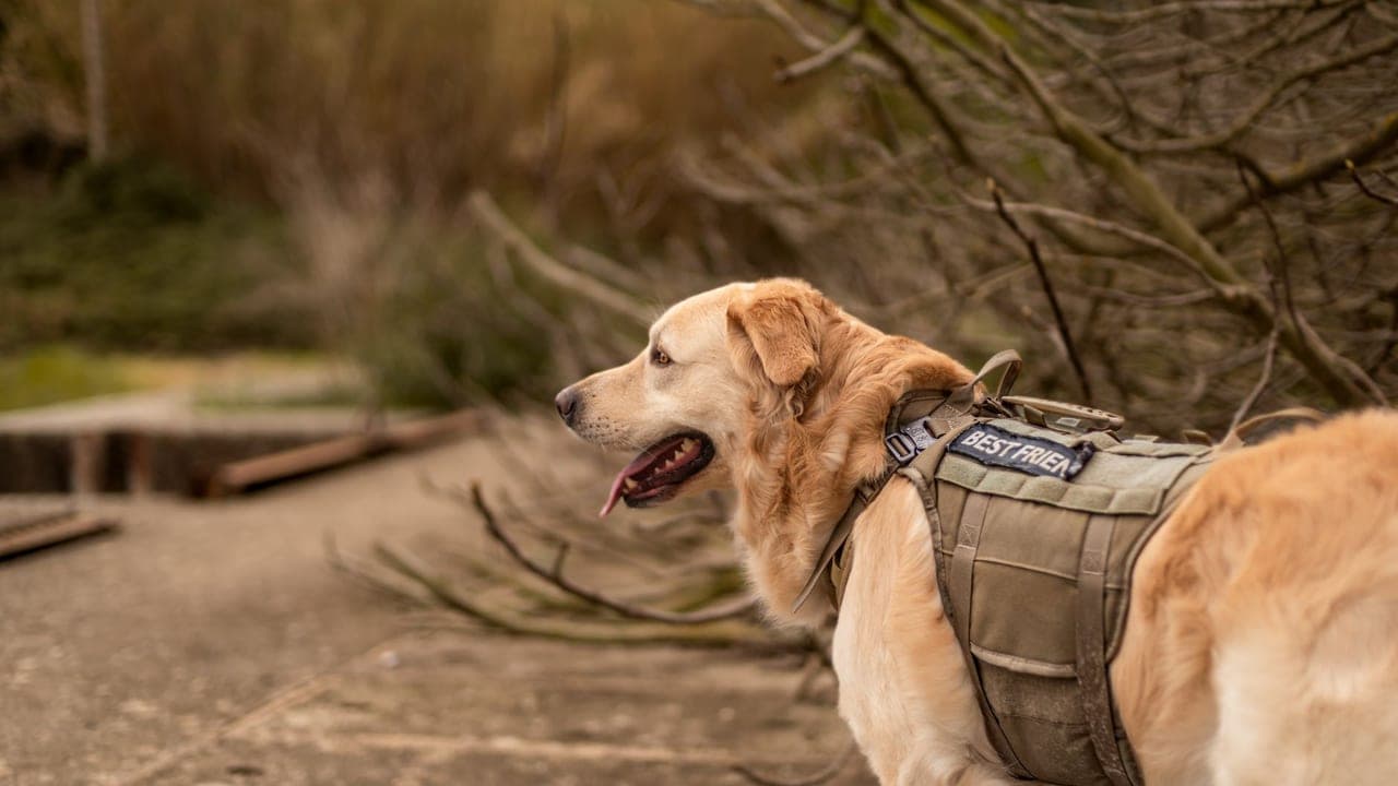 Guide Dogs A Century Of Partnership Changing Lives Pet History Mr guide-dogs-a-century-of-partnership-changing-lives-pet-history-mr